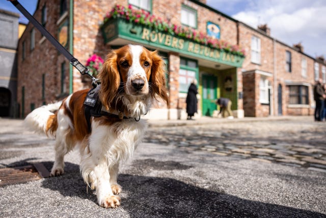 Tillie the spaniel (James Speakman/PA)