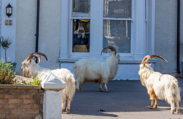 A woman films goats in her garden from her house
