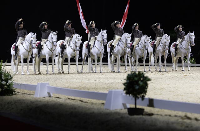 Spanish Riding School white horse lined up