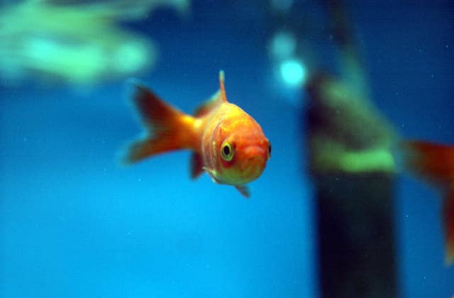A goldfish