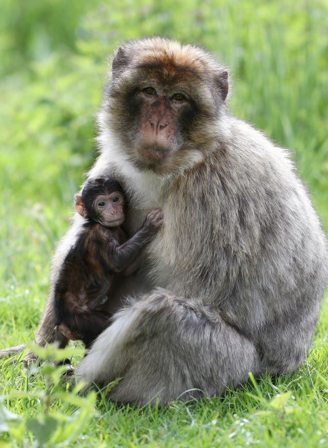 Father’s Day at Blair Drummond Safari Park