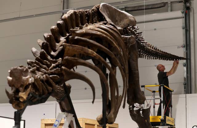 T Rex skeleton