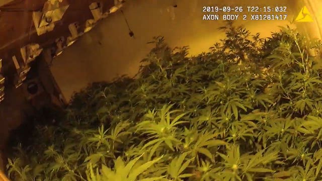 Kent cannabis farm police raid