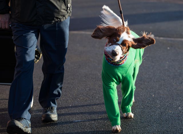 Crufts Dog Show – Day One