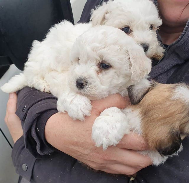 Dogs rescued by police in Co Tyrone