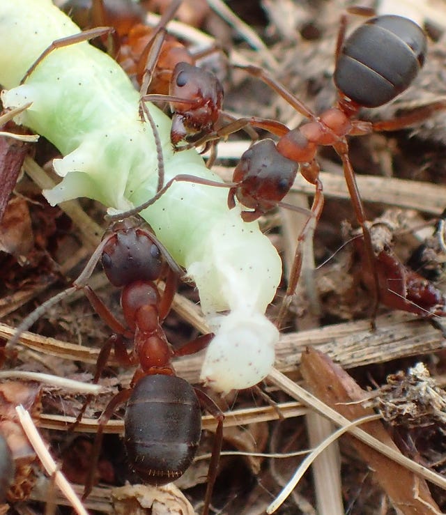 Narrow-headed ant saved from extinction