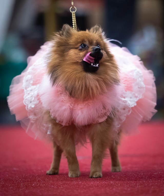 Furbabies Dog Pageant