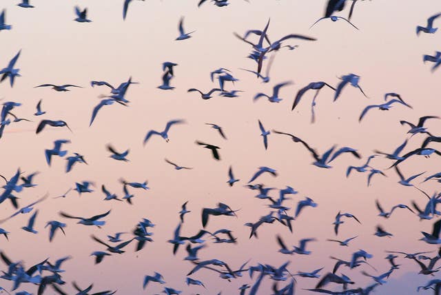 Seagulls