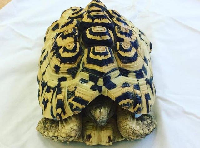 RSPCA exotic animal figures