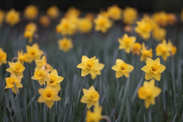 Flowers in bloom