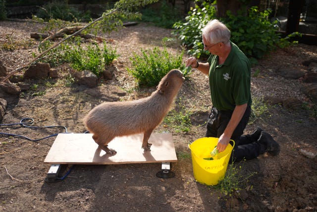 ZSL London Zoo annual weigh-in