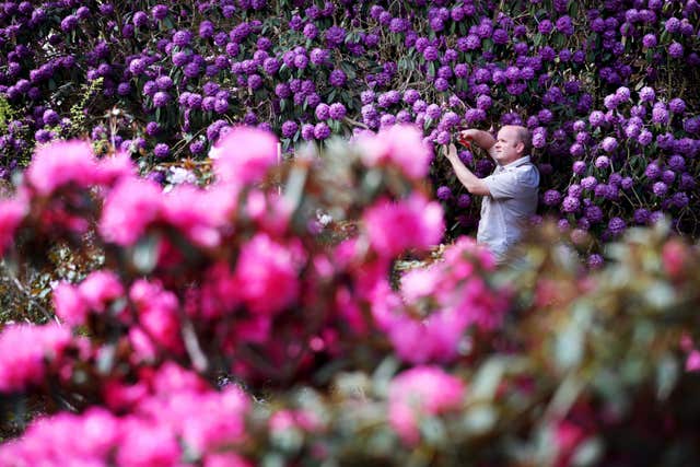John Dunn, supervisor of the herbaceous department at the Royal Botanic Garden Edinburgh, carries out some pruning on a rhododendron niveum on display at the Scottish Rhododendron Festival (Jane Barlow/PA)