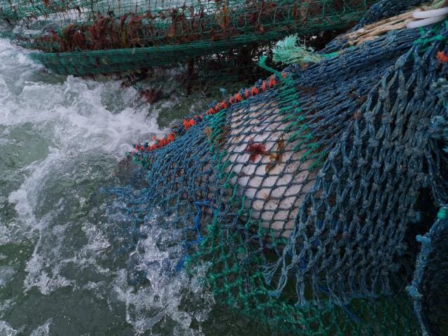 Wartime sea mine caught in fishing net