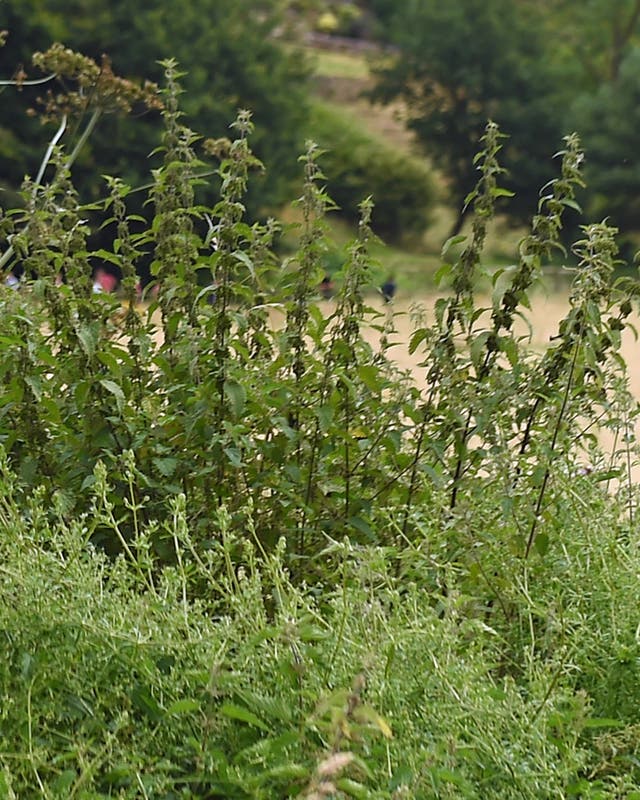 Nettles can prolong the hay fever season (Joe Giddens/PA)
