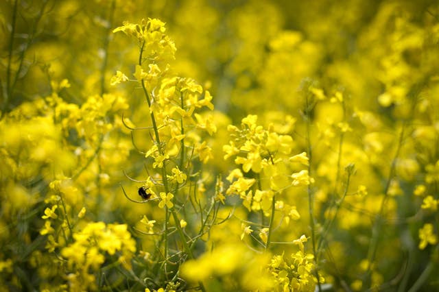 Pollen counts could be high this weekend (Ben Birchall/ PA)