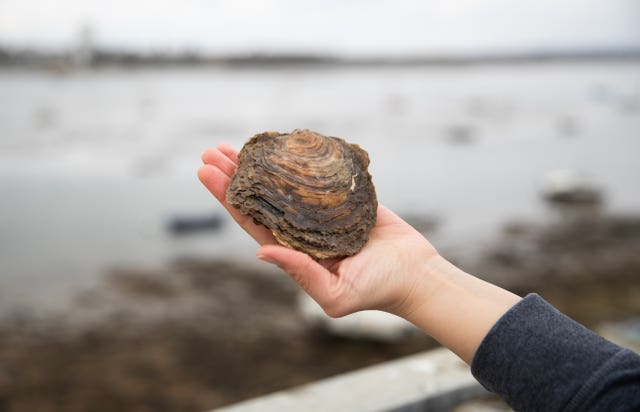 Someone hold an oyster