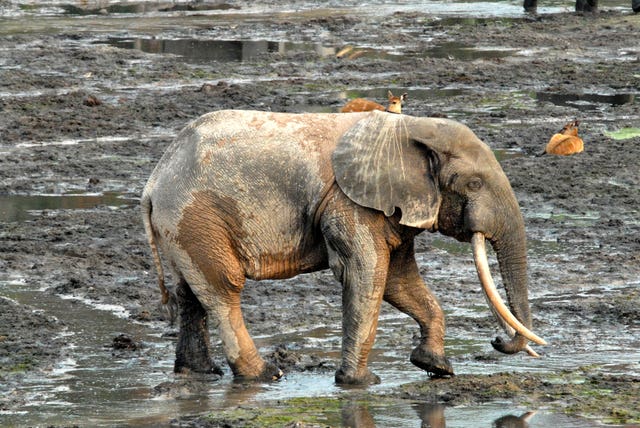 Elephant walking in mud