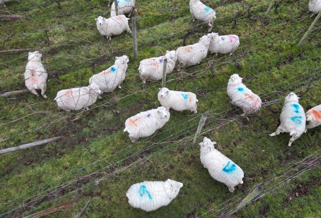 A flock of sheep grazing on grass