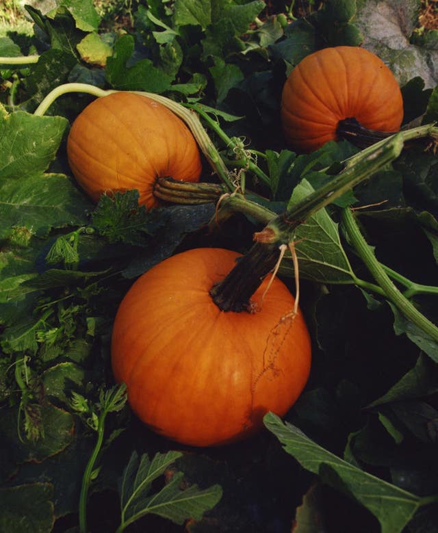 When to plant pumpkins for Halloween BT