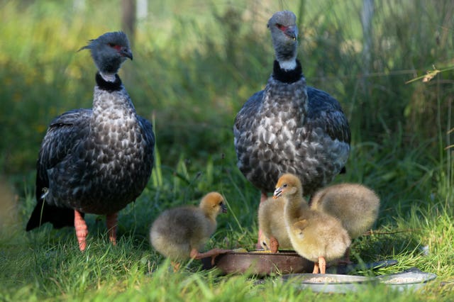 Rare crested screamer chicks