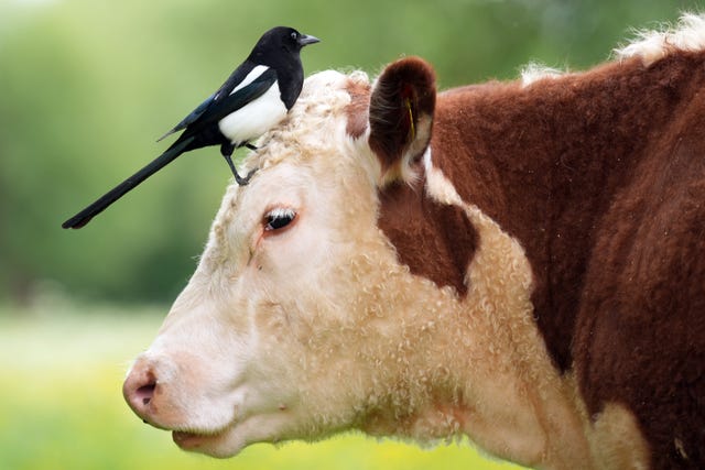 Cambridge cows