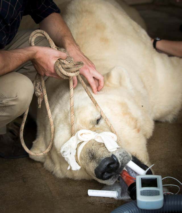 Polar bear is given allergy test