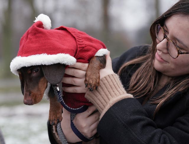 Christmas Sausage Dog Walk