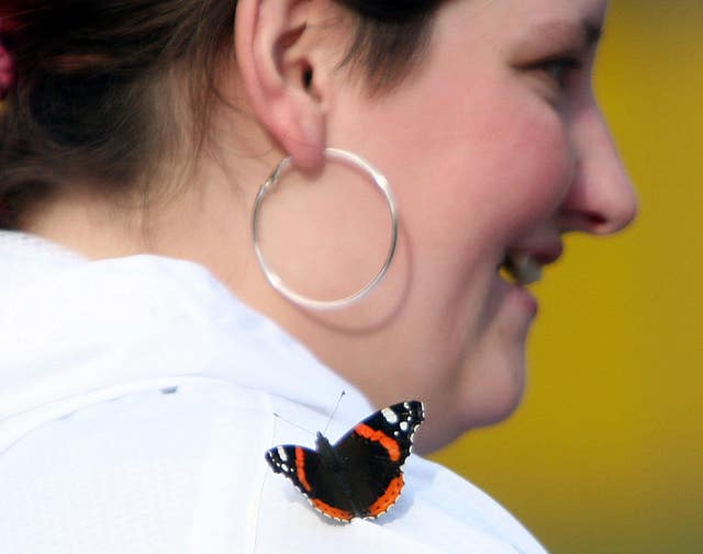 Red admiral