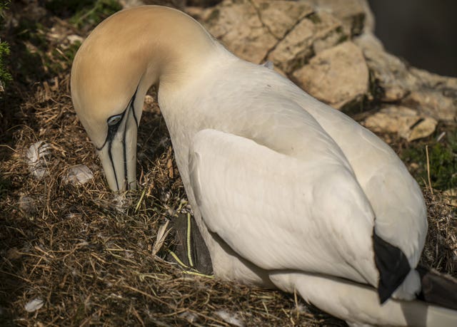 Seabirds at Bempton Cliffs