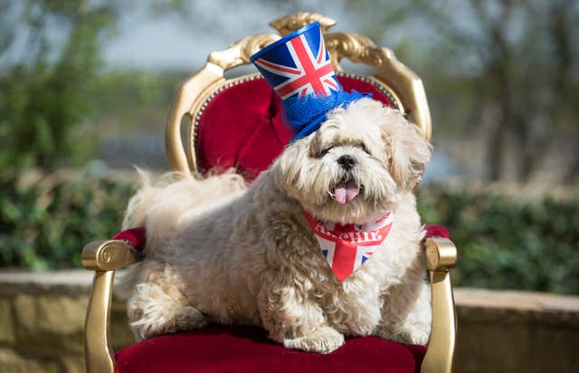 Archie the Lhasa Apso sits on his throne at home in Mirfield, West Yorkshire (Danny Lawson/PA)