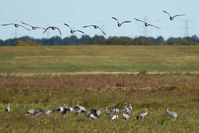 Cranes at wetlands