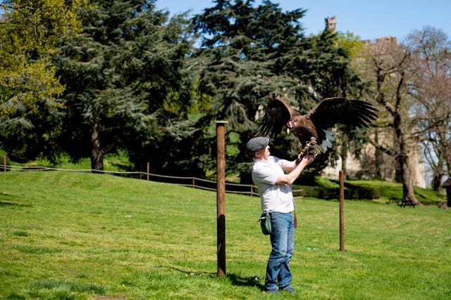 Head falconer Chris O’Donnell with a white-tailed sea eagle at Warwick Castle