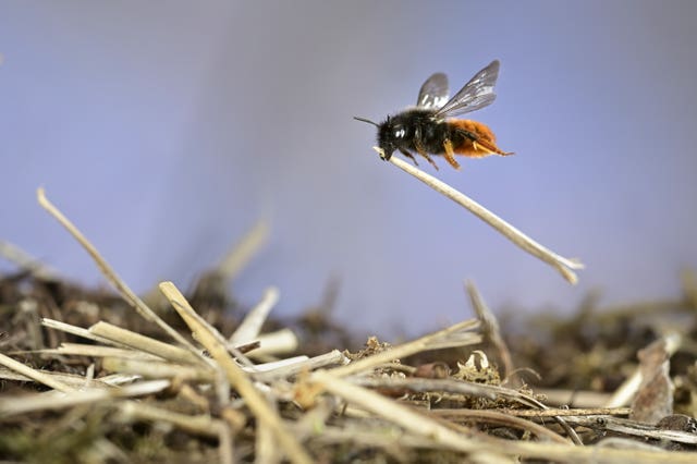 Mason Bee at Work by Solvin Zankl, from Germany, has been highly commended in the behaviour: invertebrates category
