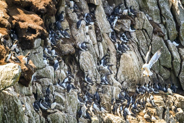 Lundy seabird populations soar