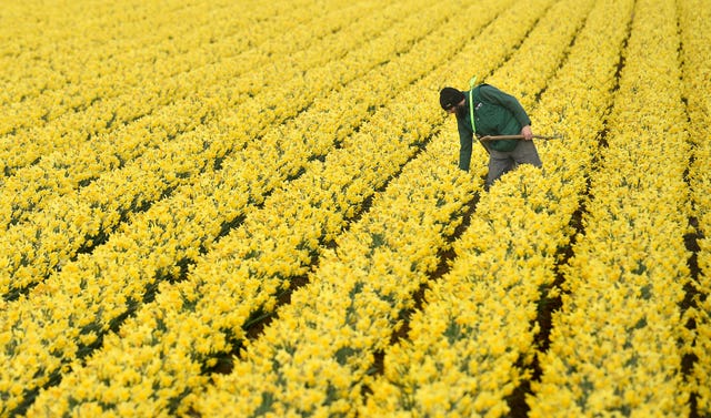 Daffodil farm