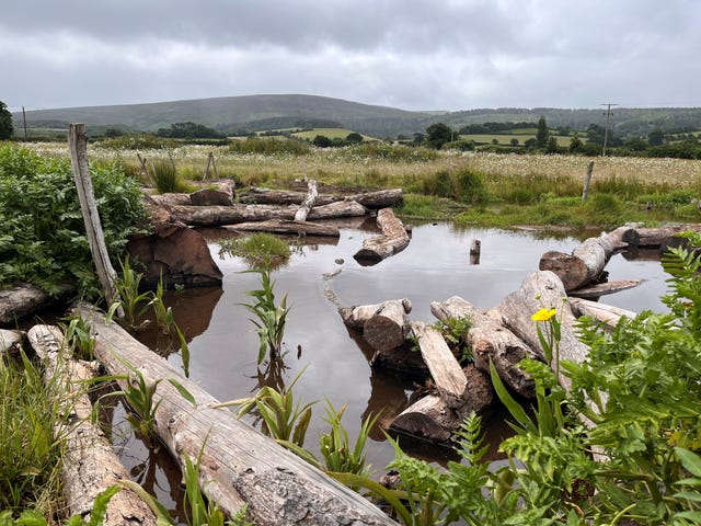 A view of National Trust's river restoration project at Holnicote, Somerset, with logs slowing the flow and a pool of water