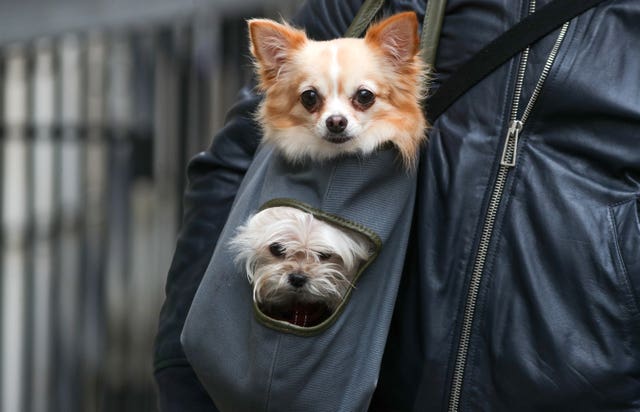 An estimated 67% of dogs and 84% of cats are still uninsured, the ABI said (Andrew Matthews/PA)