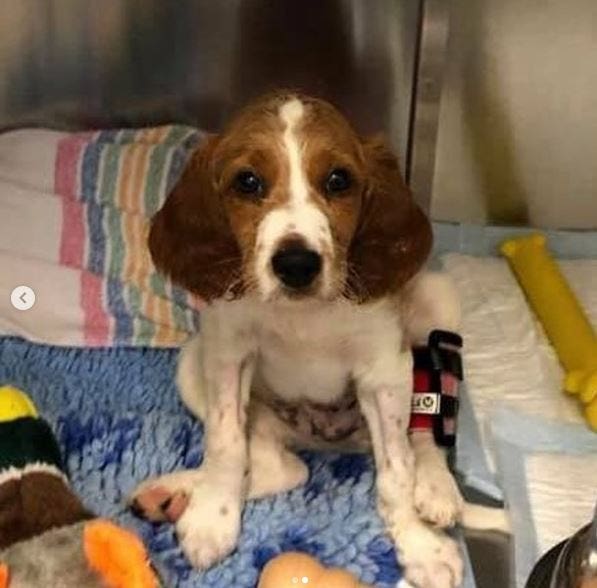 Cooper received intensive treatment at Bath Vet Group