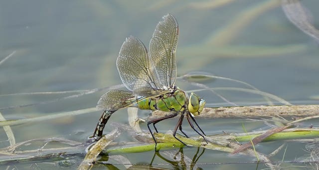 An emperor dragonfly
