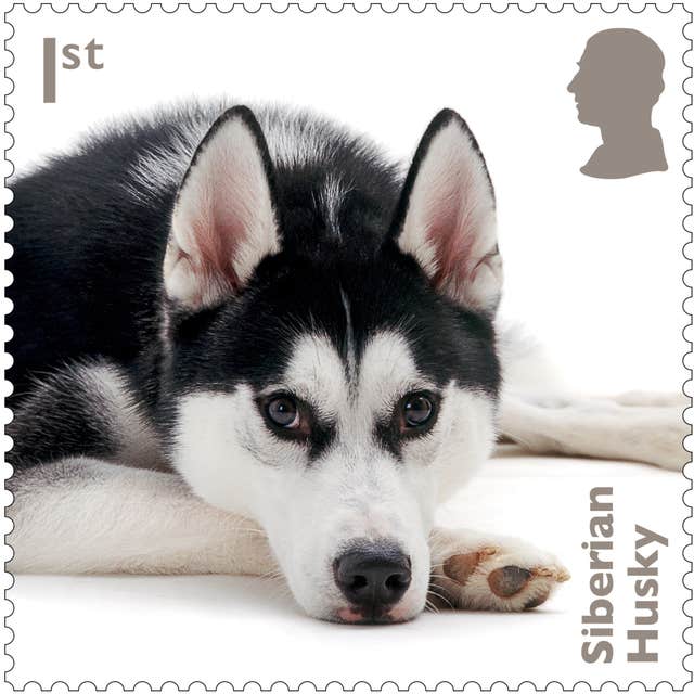 A new Royal Mail stamp featuring a Siberian Husky