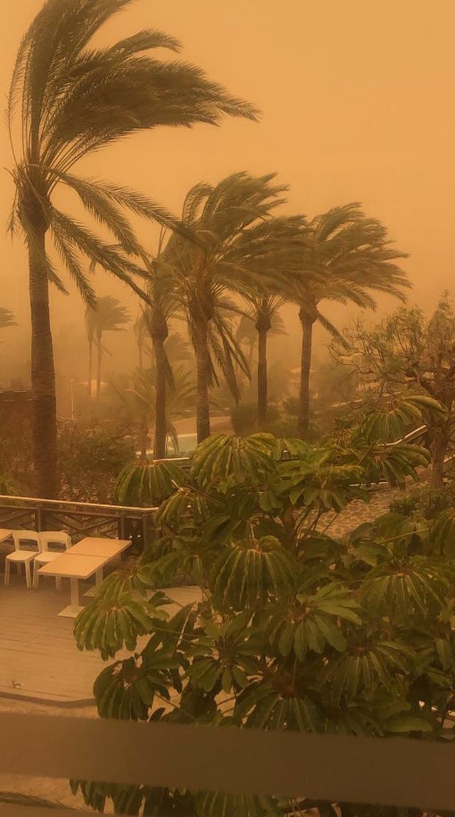 Trees blow during the sandstorm