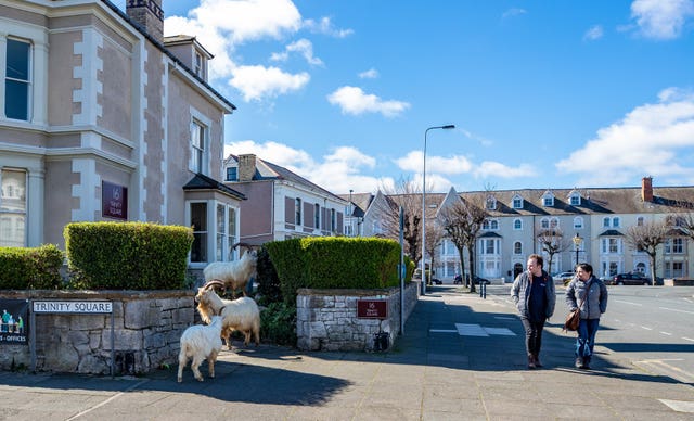 The Great Orme headland is home to a herd of around 200 wild goats