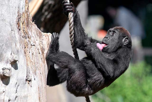 Gorillas at London Zoo
