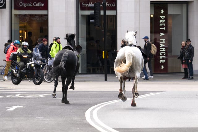 London horse incident