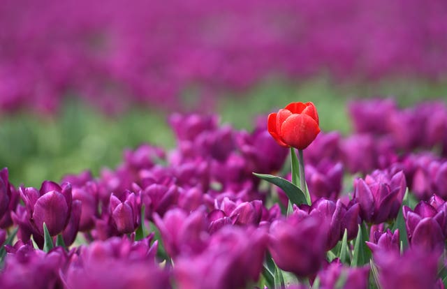 Spring tulips in Norfolk