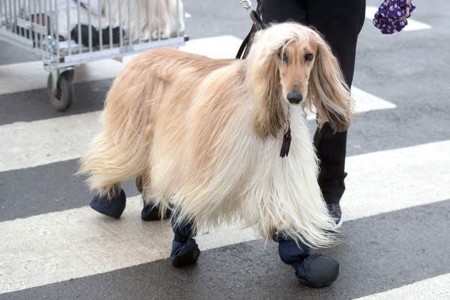 Crufts 2018 – Day Two