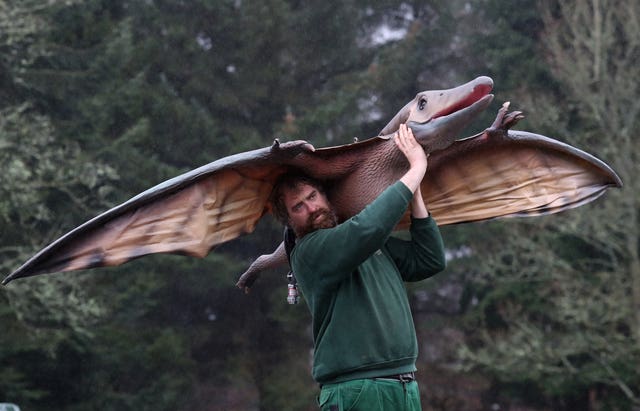A worker at a safari park moves a pteranodon