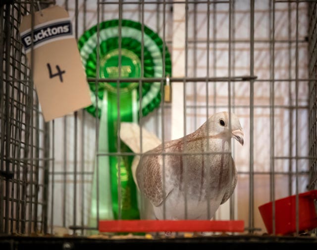 British Homing World Show of the Year