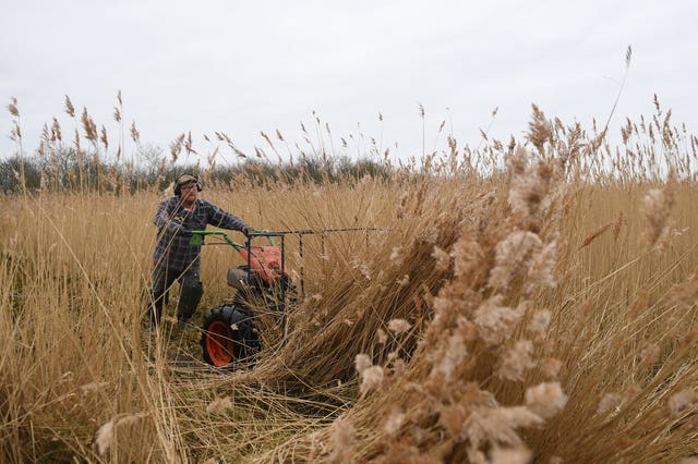 Reed cutting