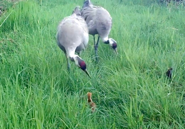 Crane hatched at Wicken Fen